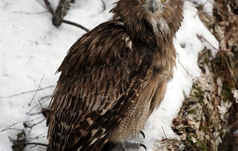 A Blakiston's fish owl in Primorye, Russia. These massive, endangered owls nest in cavities of old-growth trees and eat salmon. cr:Jon Slaght